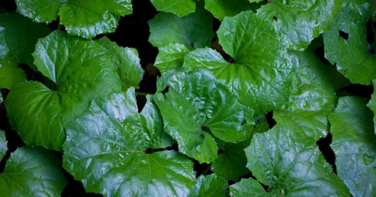 Butterbur