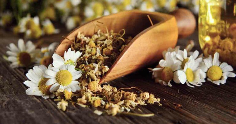 Chamomile