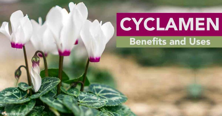 Cyclamen