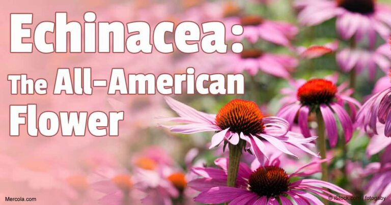 Echinacea