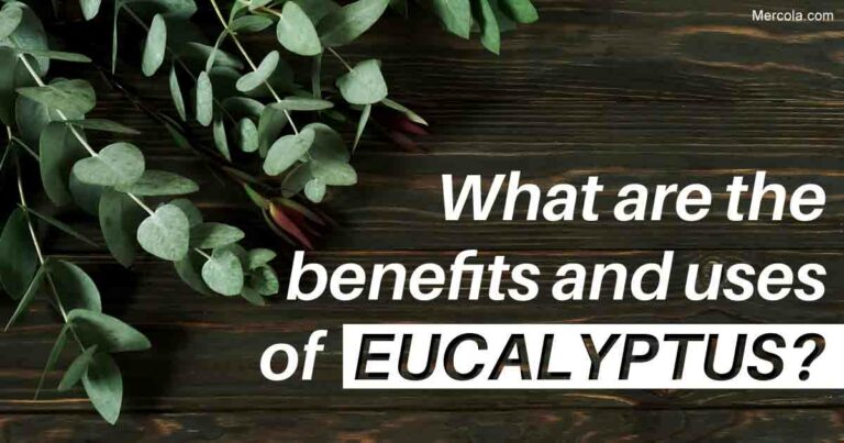 Eucalyptus