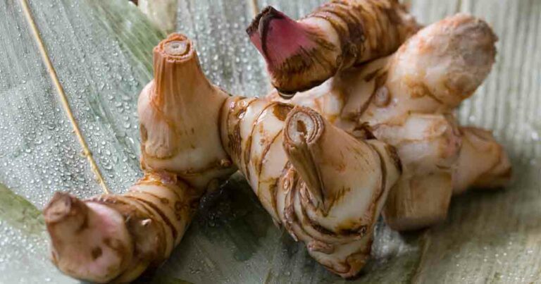 Galangal