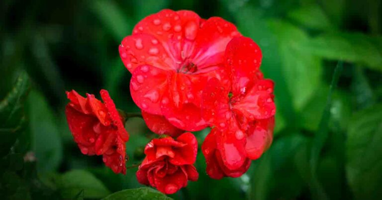 Geranium