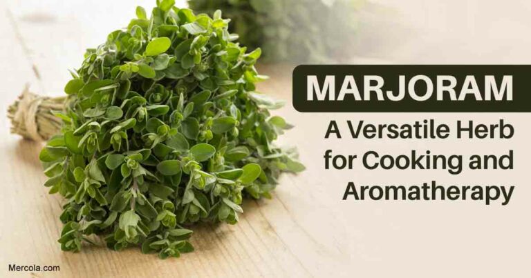 Marjoram