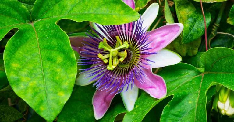 Passion Flower