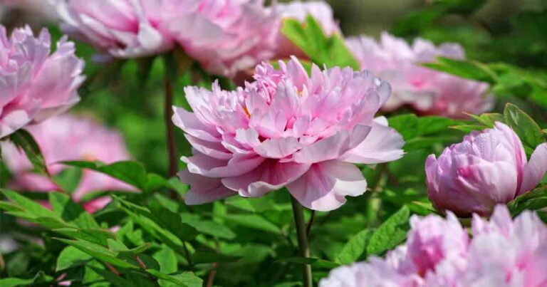 Peony