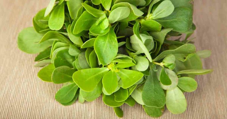 Purslane