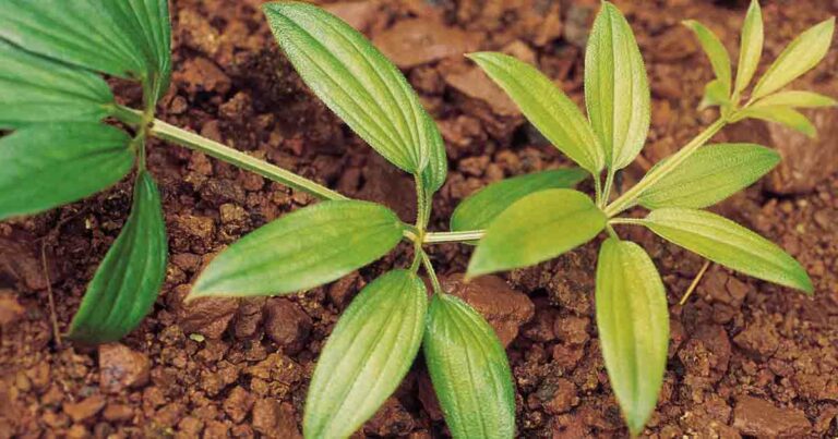 Rubia Cordifolia