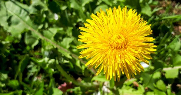 Sow Thistle