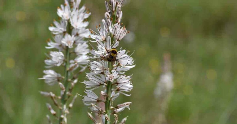 Spikenard