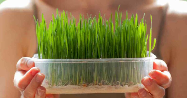 Wheatgrass