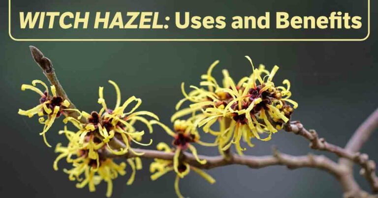 Witch Hazel