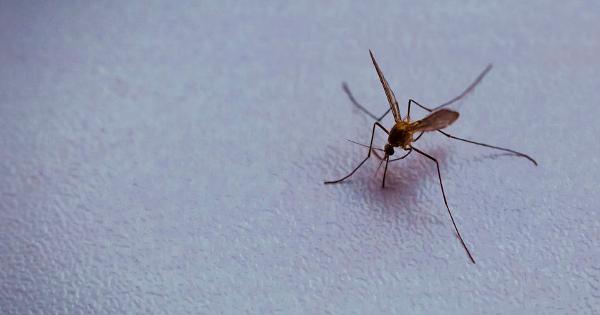 'Halt This Nightmare': Alarm as Florida Set to Begin Release of Genetically Engineered Mosquitoes