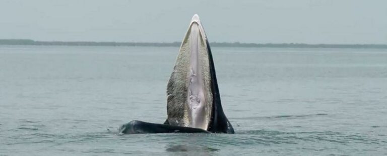 Recently 'discovered' whale behavior was actually documented thousands of years ago