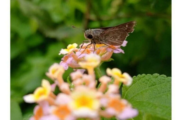 Engineered plants produce sex perfume to trick pests and replace pesticides