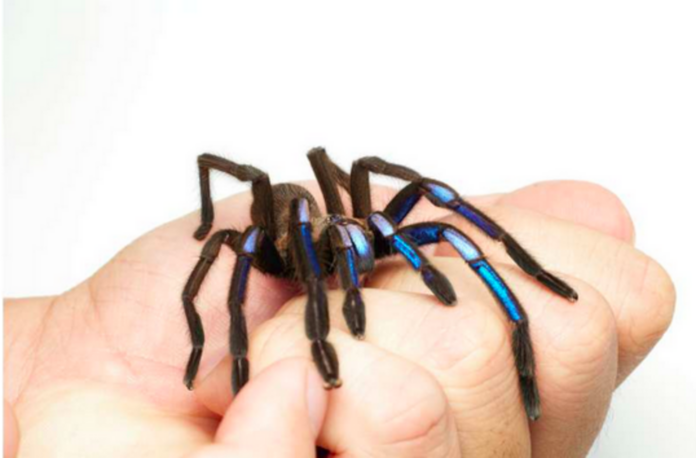 Jewel of the forest: New electric blue tarantula species discovered in Thailand