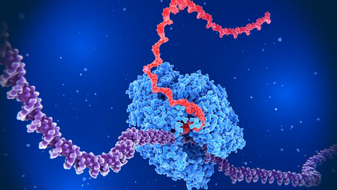 Scientists just discovered a new way cells control their genes - it's called 'backtracking'