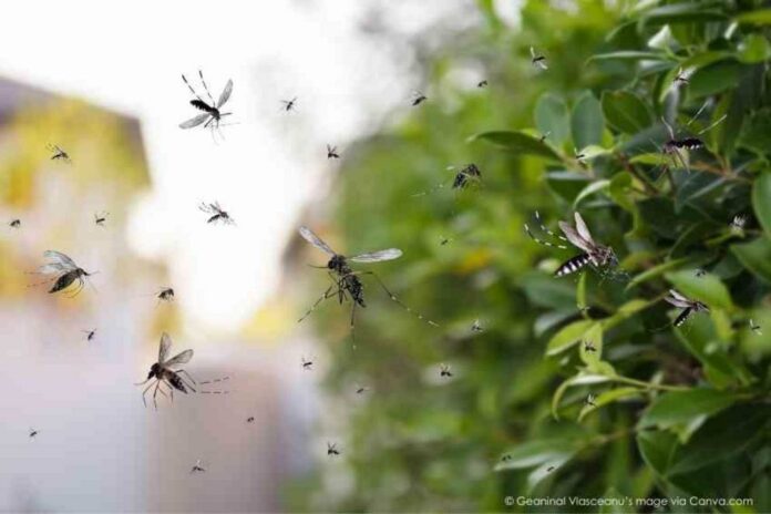 ‘Flying Syringes’: Next-level biomedical terrorism. Genetically Engineered Mosquitos