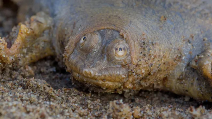 Cantor's giant softshell turtle: the frog-faced predator that spends 95 percent of its time completely motionless