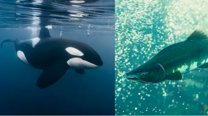 Orcas start wearing dead salmon hats again after ditching the trend for 37 years