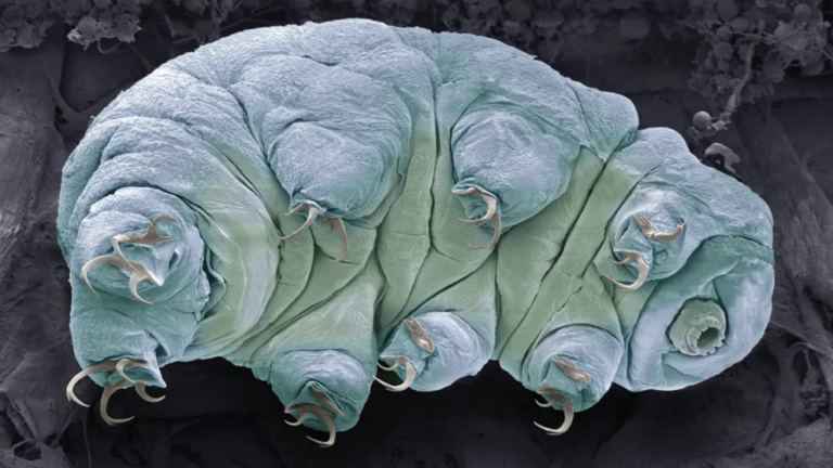 Teeny tardigrades can survive space and lethal radiation. Scientists may finally know how