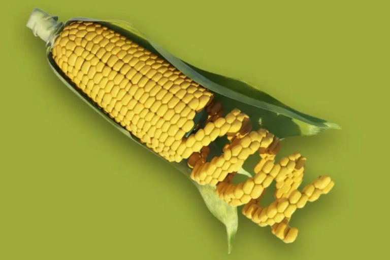 Biden administration and ‘Mr Monsanto’ continue to bully Mexico into accepting GMO corn