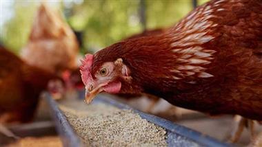 Bird Flu Outbreak Hits Dairy Herds, Sparking Safety Fears