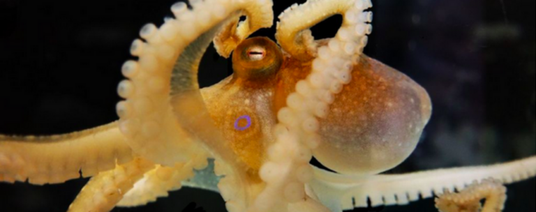 Octopuses may have the oldest sex chromosomes in the animal kingdom