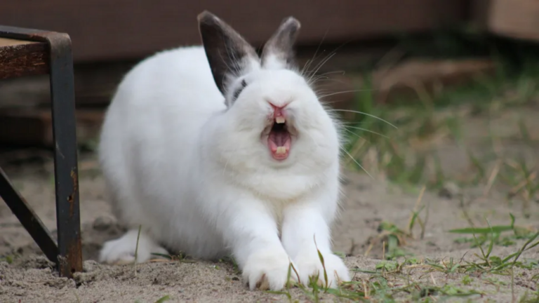 Rabbits may have a surprising source of calcium - eating their own teeth