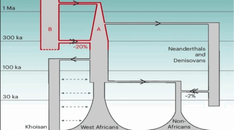 Evolution isn’t a straight line: Modern humans come from 2 ancient lineages