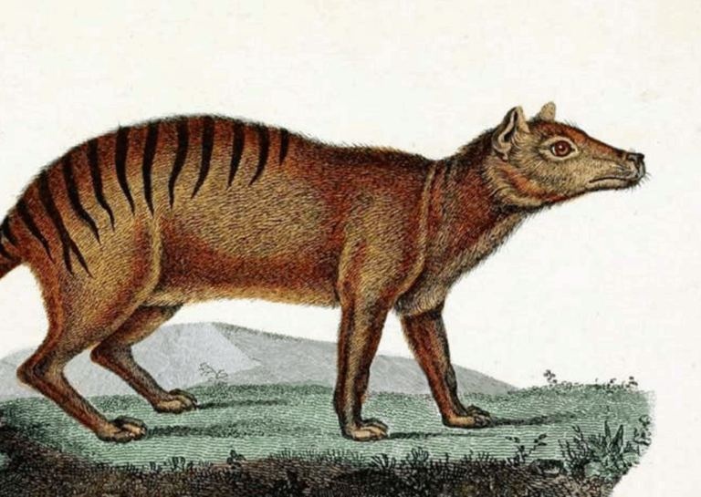 Thylacine's genome provides clues about why it went extinct